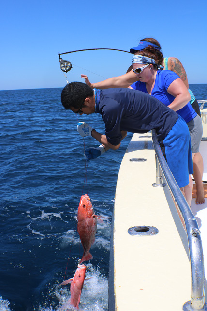 Three fisheries scientists lean over the railing of a research vessel in the Gulf of Mexico, reeling in two red snapper. One person pulls on the line to reach the fish while another person reels in the line.